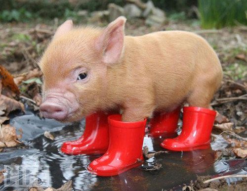 21 Cute Animals In Boots (PHOTOS) | HuffPost Entertainment