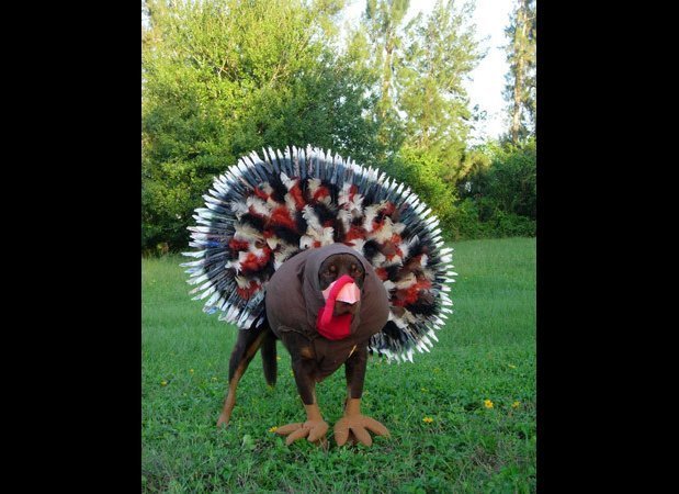 Turkey Dressed Up