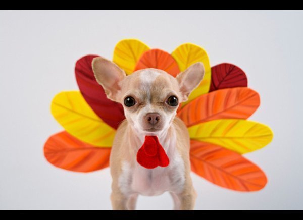 dog dressed up as turkey