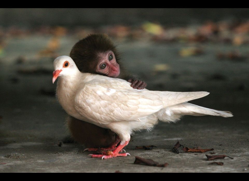 Monkey and Dove