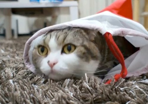 Maru cat online youtube