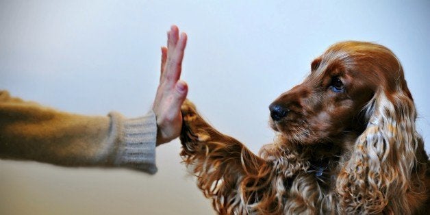 Un fedele e sincere amico che Ti rispetta e deve essere rispettato amato, protetto. Lui darebbe la sua vita per Te! Mio caro