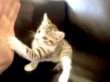 cat high five