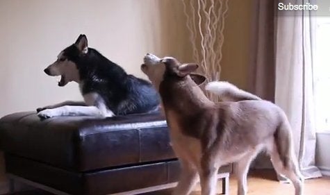 Two hot sale huskies talking