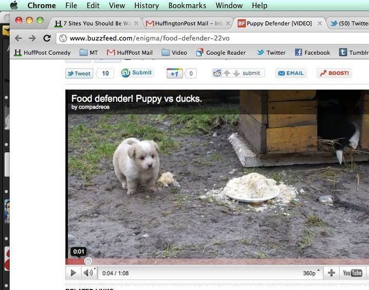 Puppy vs. Ducks: Cute/Ridiculous Animal Thing Of The Day (VIDEO) | HuffPost  Entertainment