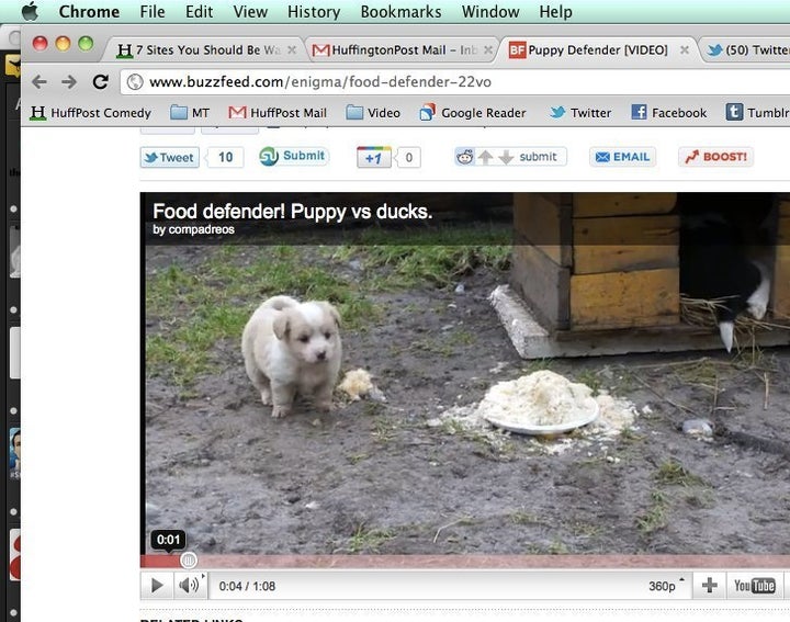 Puppy vs. Ducks: Cute/Ridiculous Animal Thing Of The Day (VIDEO) | HuffPost Entertainment Puppy vs. Ducks: Cute/Ridiculous Animal Thing Of The Day (VIDEO) | HuffPost Entertainment
