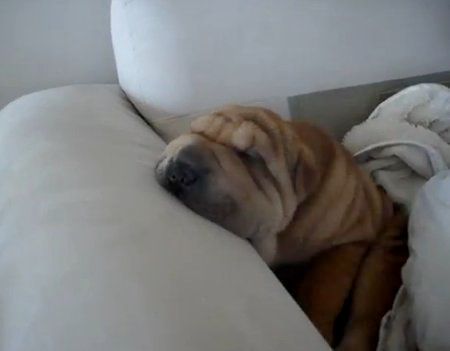 Shar hot sale pei snoring