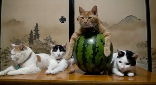 cats in watermelon