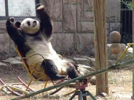 rocking chair panda