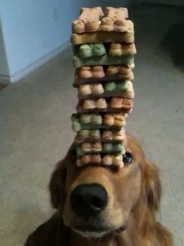 Dog clearance does jenga