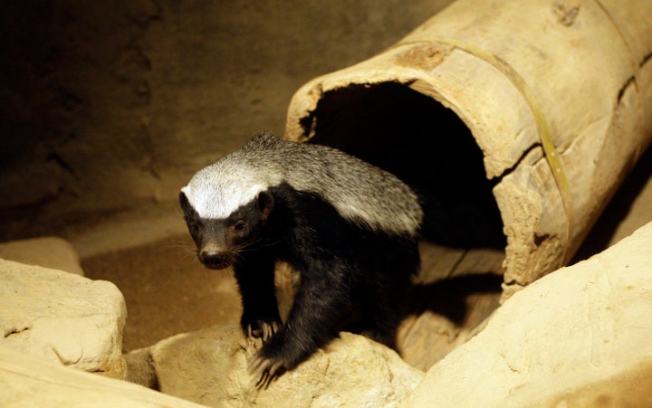 Honey Badger Don't Care, Book by Randall, Randall, Official Publisher  Page