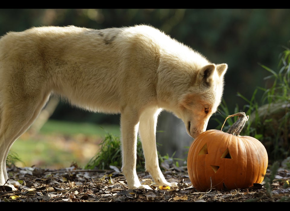 Zoo Animals Pig Out On Pumpkins At Halloween