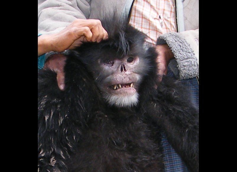 Dead Myanmar Monkey, 2010