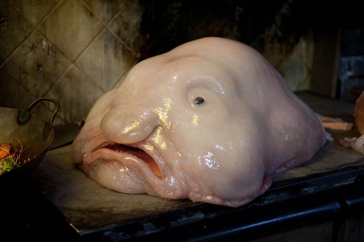 Blobfish!  Blobfish, Blob fish in water, Cute cats and dogs