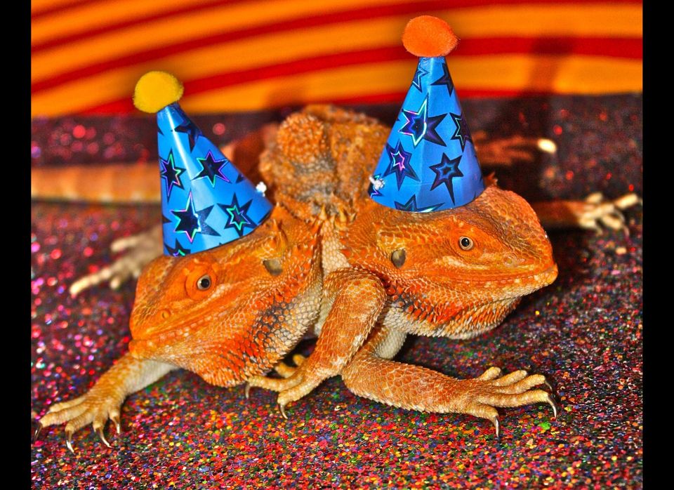 Two-headed Bearded Dragon Celebrates Second Birthday
