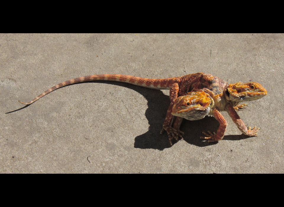 Two-headed Bearded Dragon Celebrates Second Birthday