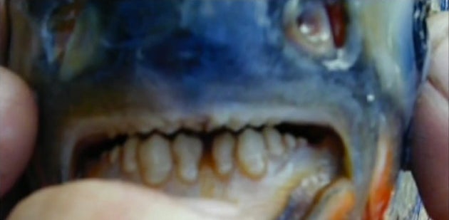 Pacu, Testicle-Eating Fish Species, Caught In Lake Lou Yaeger In