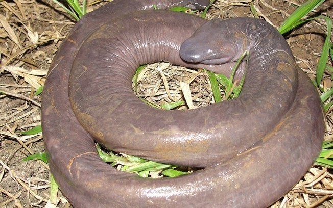 Penis Snake' Discovered In Amazon, Looks Exactly As You'd Think (PHOTO) |  HuffPost Weird News