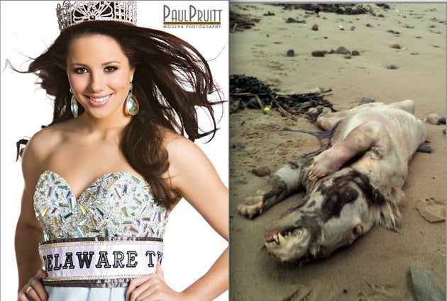 Nude Beach Sex Amateur - Miss Delaware Porn vs. The Beast Of Tenby: The Weird News Top 10 Showdown |  HuffPost