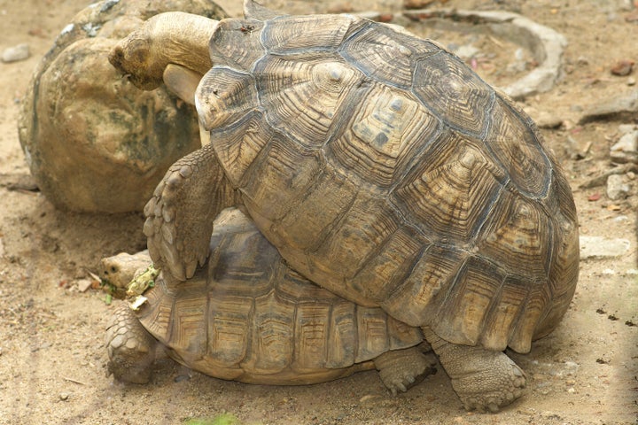 turtles breeding.