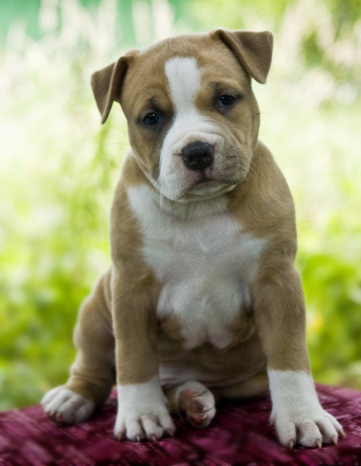 puppy american staffordshire...