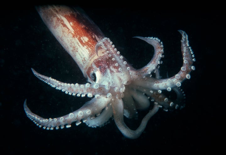 Longfin Inshore Squid (Loligo pealeii), also known as the Atlantic Long-Finned Squid. New England, USA, North Atlantic Ocean