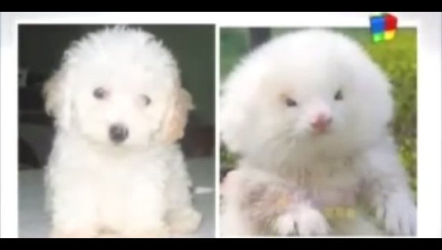 Ferrets Sold As Toy Poodles: Argentina 