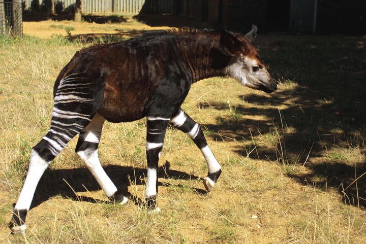 London Zoo's newest edition to the okapi (Okapia johnstoni) family, the female okapi Antonia born 01 July, walks around her enclosure, 14 August 2003. The okapi is often referred to as a jungle giraffe due to their preferred habitat in the deep dense forests of Central Africa, and is thought to be the only living relative of the giraffe. The youngster is approximately 3 1/2 feet tall and weighs around 50 kilos. AFP PHOTO/JIM WATSON (Photo credit should read JIM WATSON/AFP/Getty Images)