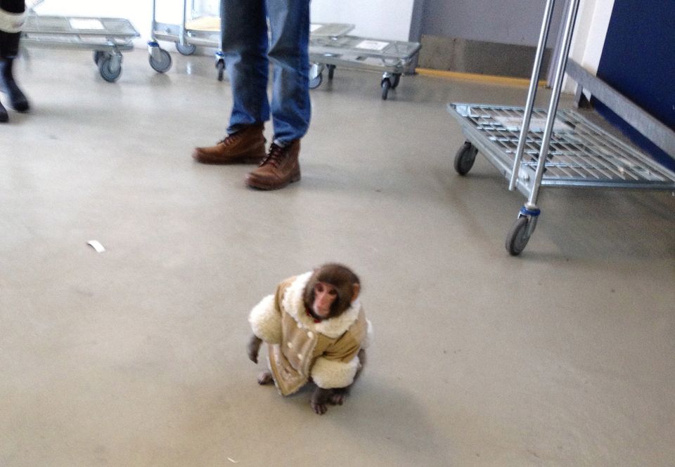 Owner Battles in Court Over IKEA Monkey