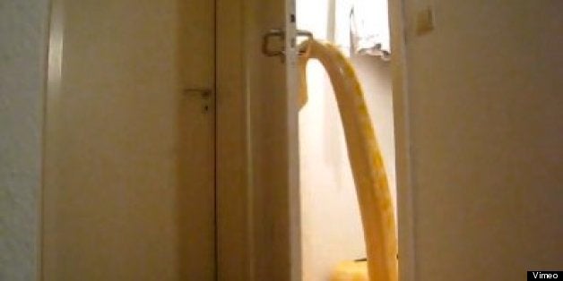 Snake Opening A Door Proves It S Officially Time To Panic Video
