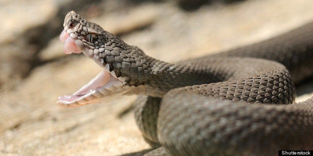 dieter zorn snake expert dies after viper bite during presentation