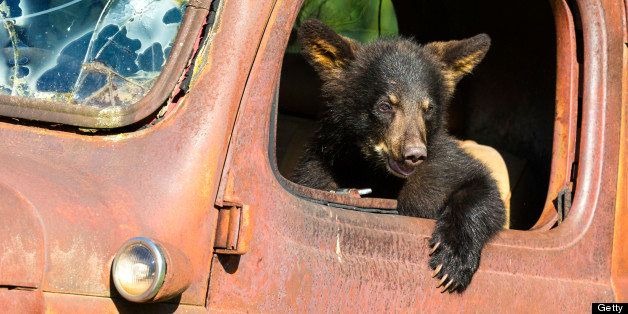 Black Bear Cub Playing in Old Truck