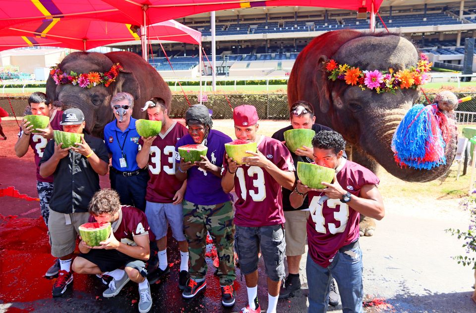 Elephants Vs. Humans In Watermelon-Eating Contest
