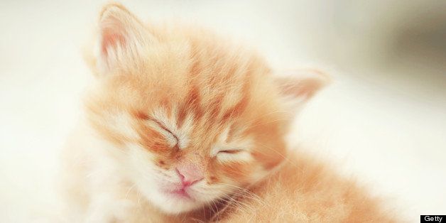 Very sleepy and adorable 3 weeks old orange persian kitten lying on carpet.