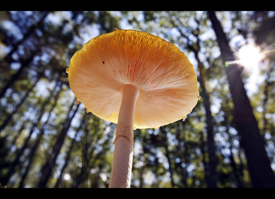 Mushroom In The Sun