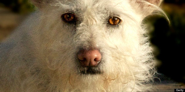 White fuzzy terrier with very big ears looks directly into camera.