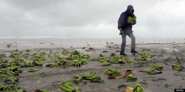 Beaches at Terschelling and Ameland are covered in bananas 07 November 2007 after containers fell from the ship Duncan Island and the contents were washed ashore. AFP PHOTO COPYRIGHT JAN HEUFF ***NETHERLANDS OUT*** (Photo credit should read JAN HEUFF/AFP/Getty Images)