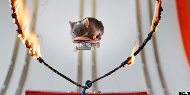 GOLD COAST, AUSTRALIA - JULY 31: (AUSTRALASIA & EUROPE OUT) Pet mice ride on mouse-sized toy skateboards in a mouse-sized skate park built by Shane Willmott in his backyard on July 31, 2013 on the Gold Coast, Australia. (Photo by Tim Marsden/Newspix via Getty Images)