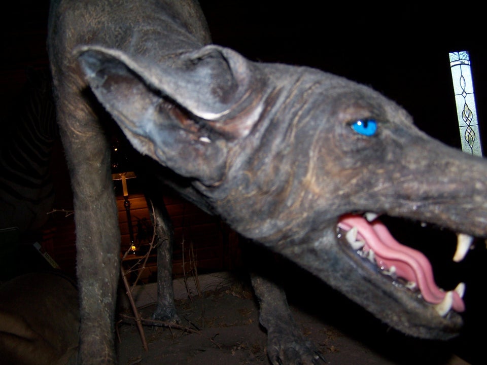 Phylis Canion Captures Texas Blue Dog, Possible Chupacabra On 'The ...