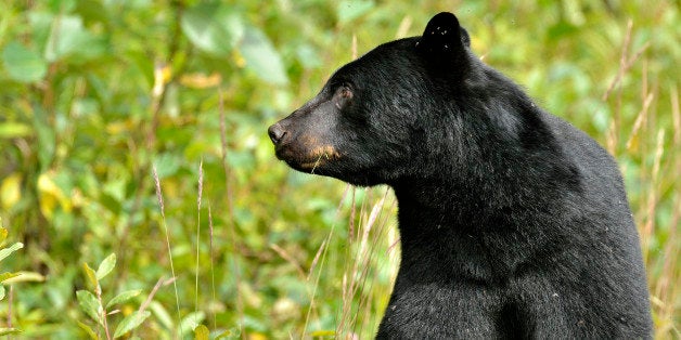 A close up image of an adult black bear, Ursus americanus, looking to the side