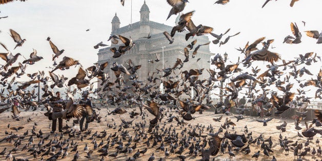 India, Mumbai (Bombay), Colaba, India Gate, Pigeons