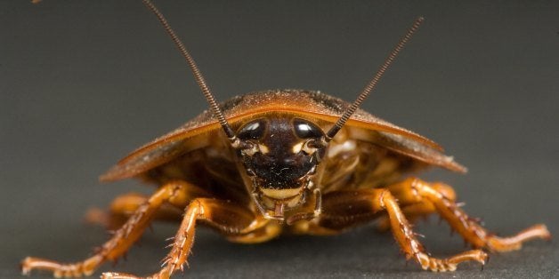 UNITED STATES - NOVEMBER 07: A South American cockroach, Blaberus giganteus, Bramble Park Zoo, Watertown, South Dakota (Pho