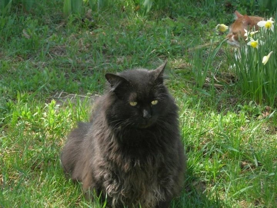 Black Cats Less Than Half As Likely To Be Adopted As Gray Cats Black Cats Less Than Half As Likely To Be Adopted As Gray Cats