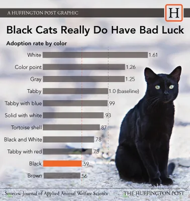 Black store cat adoption