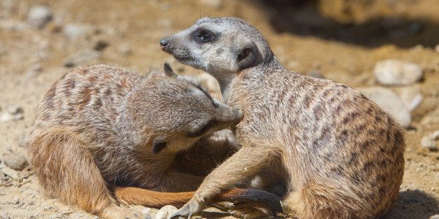 two meerkats indulge
