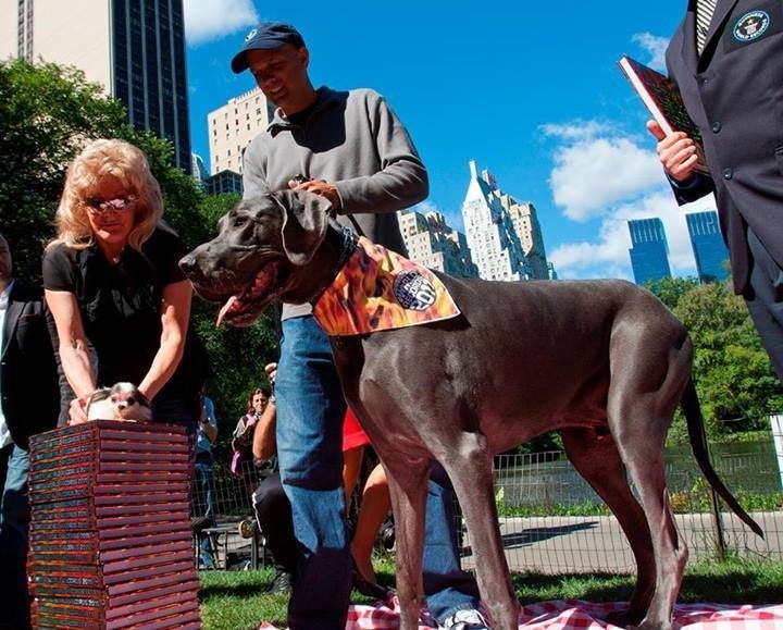 giant george meets smallest dog