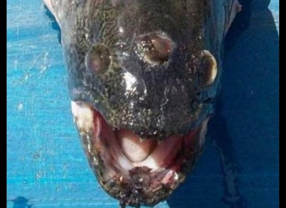 Two-Headed Turtle Hatchling Makes Big Splash In South Carolina | HuffPost Weird News Two-Headed Turtle Hatchling Makes Big Splash In South Carolina | HuffPost Weird News