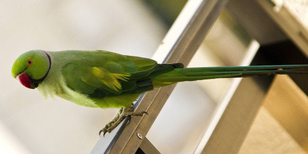 A rose-ringed parakeet is pictured on a balcony in the coastal Israeli city of Netanya, north of Tel Aviv, on September 05, 2