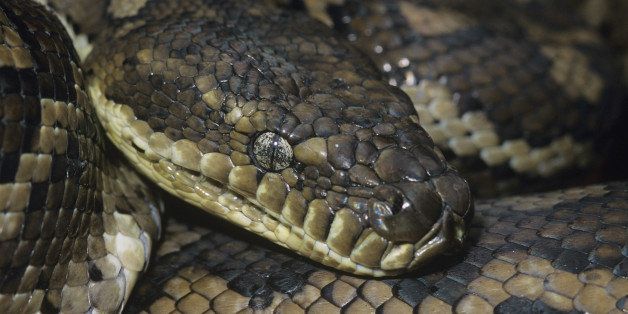 carpet python close up