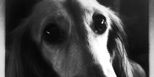 NEW YORK, NY - FEBRUARY 10: (EDITORS NOTE: Image was created and digitally altered with a smartphone.) A Long Haired Dachshu